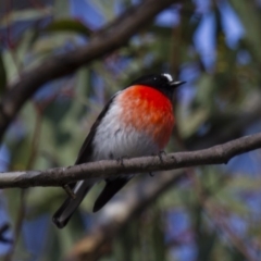 Petroica boodang at Michelago, NSW - 16 Jun 2013