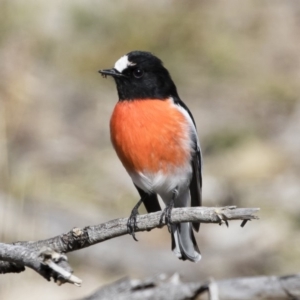 Petroica boodang at Michelago, NSW - 17 Jun 2019 01:06 PM