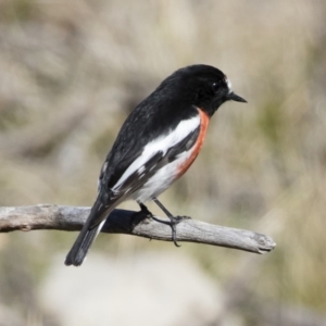 Petroica boodang at Michelago, NSW - 17 Jun 2019 01:06 PM