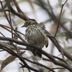 Pyrrholaemus sagittatus (Speckled Warbler) at Illilanga & Baroona - 4 Nov 2019 by Illilanga