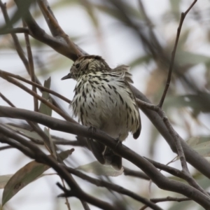 Pyrrholaemus sagittatus at Michelago, NSW - 4 Nov 2019