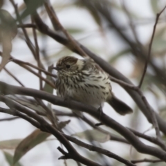 Pyrrholaemus sagittatus at Michelago, NSW - 4 Nov 2019 08:33 AM