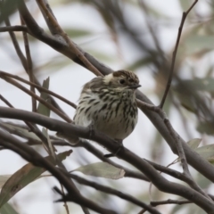 Pyrrholaemus sagittatus at Michelago, NSW - 4 Nov 2019 08:33 AM