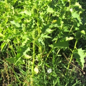 Datura stramonium at Stromlo, ACT - 18 Apr 2020