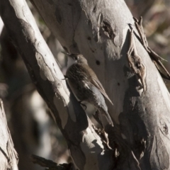 Cormobates leucophaea (White-throated Treecreeper) at Michelago, NSW - 22 Aug 2011 by Illilanga