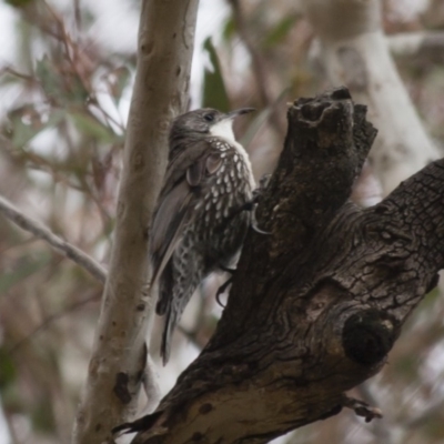 Cormobates leucophaea (White-throated Treecreeper) at Michelago, NSW - 12 Dec 2011 by Illilanga