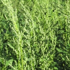 Chenopodium album (Fat Hen) at Stony Creek - 18 Apr 2020 by Sarah2019