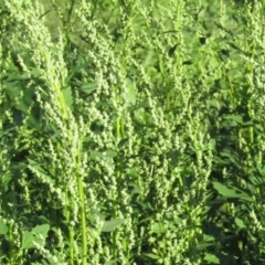 Chenopodium album (Fat Hen) at Coree, ACT - 17 Apr 2020 by Sarah2019