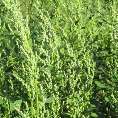 Chenopodium album (Fat Hen) at Stony Creek - 18 Apr 2020 by Sarah2019
