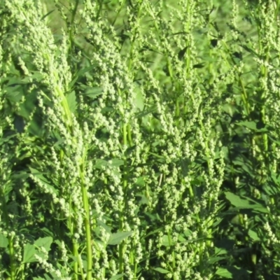 Chenopodium album (Fat Hen) at Coree, ACT - 17 Apr 2020 by Sarah2019