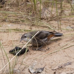 Cormobates leucophaea at Michelago, NSW - 15 Jan 2012 01:03 PM