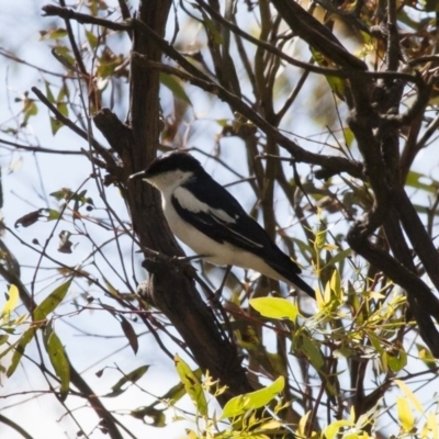 Lalage tricolor (White-winged Triller) at Michelago, NSW - 20 Dec 2010 by Illilanga
