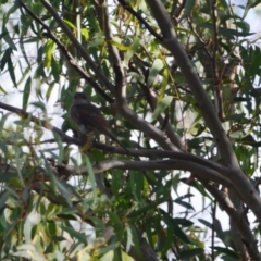 Pachycephala pectoralis (Golden Whistler) at Greenleigh, NSW - 25 Apr 2020 by LyndalT