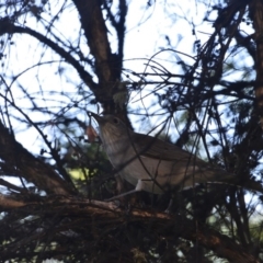 Colluricincla harmonica (Grey Shrikethrush) at Greenleigh, NSW - 23 Apr 2020 by LyndalT