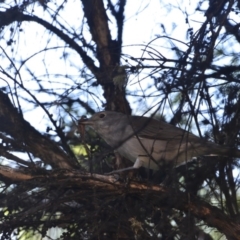 Colluricincla harmonica at Greenleigh, NSW - 23 Apr 2020