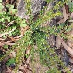 Bursaria spinosa subsp. lasiophylla (Australian Blackthorn) at Wyndham, NSW - 16 Apr 2020 by JoyGeorgeson
