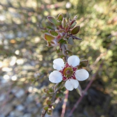 Gaudium multicaule (Teatree) at Yass River, NSW - 26 Apr 2020 by SenexRugosus