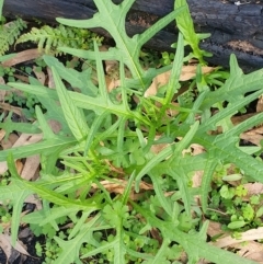 Solanum aviculare (Kangaroo Apple) at Rocky Hall, NSW - 16 Apr 2020 by JoyGeorgeson