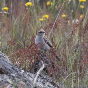 Lalage tricolor at Michelago, NSW - 27 Nov 2011