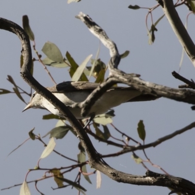 Lalage tricolor (White-winged Triller) at Michelago, NSW - 9 Jan 2019 by Illilanga