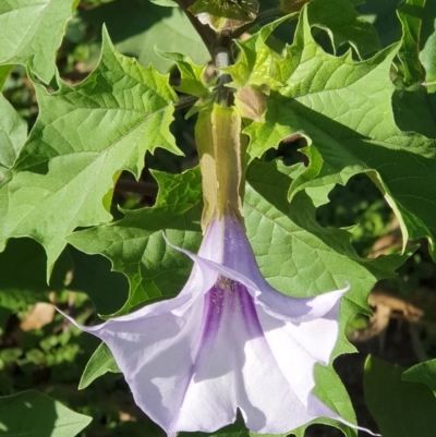 Datura stramonium (Common Thornapple) at Wyndham, NSW - 24 Apr 2020 by JoyGeorgeson