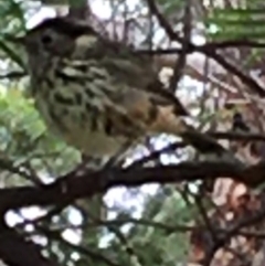 Pyrrholaemus sagittatus (Speckled Warbler) at Lower Boro, NSW - 26 Apr 2020 by mcleana