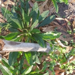 Hackelia suaveolens (Sweet Hounds Tongue) at Wyndham, NSW - 24 Apr 2020 by JoyGeorgeson