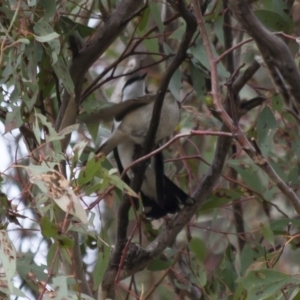 Lalage tricolor at Michelago, NSW - 26 Dec 2011