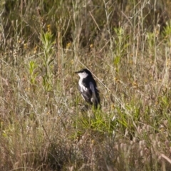 Lalage tricolor at Michelago, NSW - 26 Dec 2011