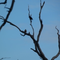 Falco longipennis (Australian Hobby) at Deakin, ACT - 23 Apr 2020 by Ct1000