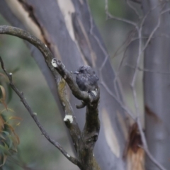 Artamus cyanopterus (Dusky Woodswallow) at Michelago, NSW - 1 Mar 2013 by Illilanga