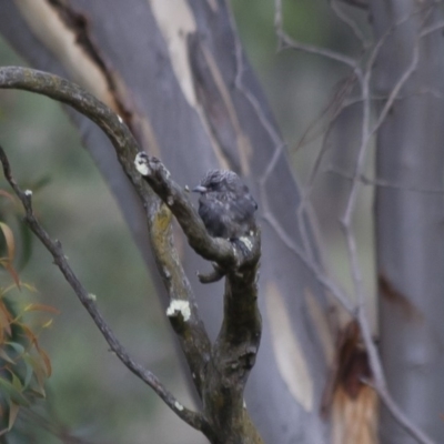 Artamus cyanopterus (Dusky Woodswallow) at Michelago, NSW - 2 Mar 2013 by Illilanga