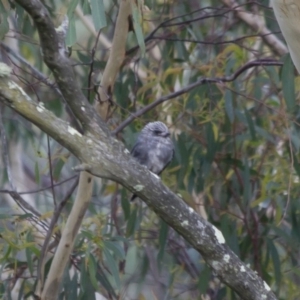 Artamus cyanopterus at Michelago, NSW - 2 Mar 2013 08:06 AM