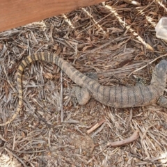 Varanus rosenbergi (Heath or Rosenberg's Monitor) at Michelago, NSW - 27 Jan 2020 by Illilanga