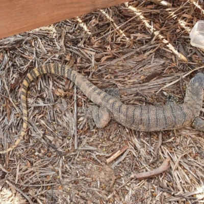 Varanus rosenbergi (Heath or Rosenberg's Monitor) at Michelago, NSW - 27 Jan 2020 by Illilanga