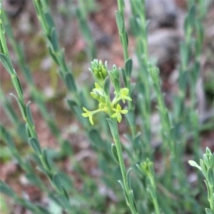 Pimelea curviflora at Majura, ACT - 26 Apr 2020