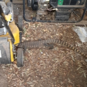 Varanus rosenbergi at Michelago, NSW - 16 Jan 2020