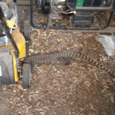 Varanus rosenbergi (Heath or Rosenberg's Monitor) at Michelago, NSW - 16 Jan 2020 by Illilanga