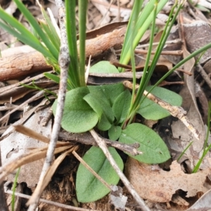 Diplodium ampliatum at Jerrabomberra, NSW - 26 Apr 2020