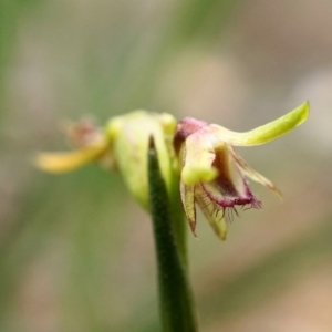 Corunastylis cornuta at Jerrabomberra, NSW - suppressed