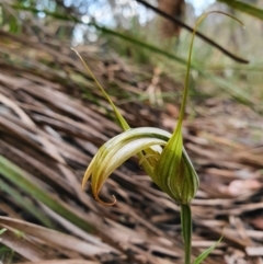 Diplodium ampliatum (Large Autumn Greenhood) at Mount Jerrabomberra QP - 26 Apr 2020 by shoko