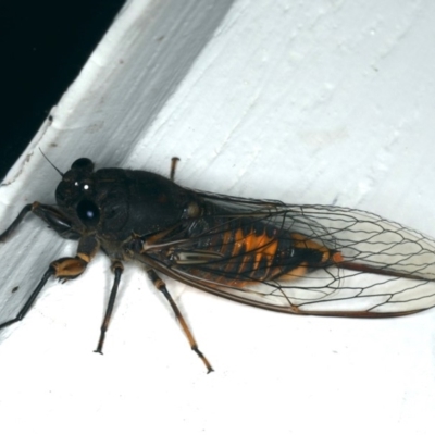 Yoyetta robertsonae (Clicking Ambertail) at Ainslie, ACT - 18 Dec 2019 by jb2602