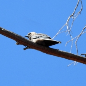 Artamus cyanopterus cyanopterus at Macarthur, ACT - 25 Apr 2020