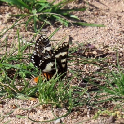 Apina callisto (Pasture Day Moth) at Wanniassa Hill - 25 Apr 2020 by RodDeb