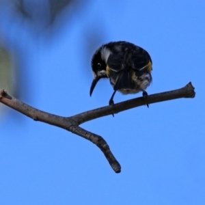 Phylidonyris novaehollandiae at Macarthur, ACT - 25 Apr 2020