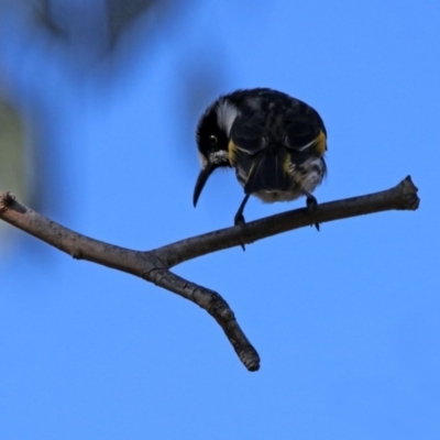 Phylidonyris novaehollandiae (New Holland Honeyeater) at Wanniassa Hill - 25 Apr 2020 by RodDeb