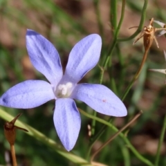 Wahlenbergia capillaris (Tufted Bluebell) at Wanniassa Hill - 25 Apr 2020 by RodDeb