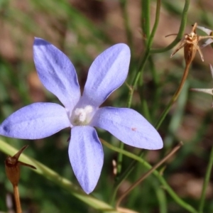 Wahlenbergia capillaris at Macarthur, ACT - 25 Apr 2020