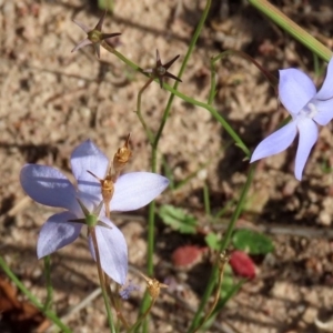 Wahlenbergia capillaris at Macarthur, ACT - 25 Apr 2020