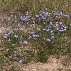 Wahlenbergia capillaris at Macarthur, ACT - 25 Apr 2020